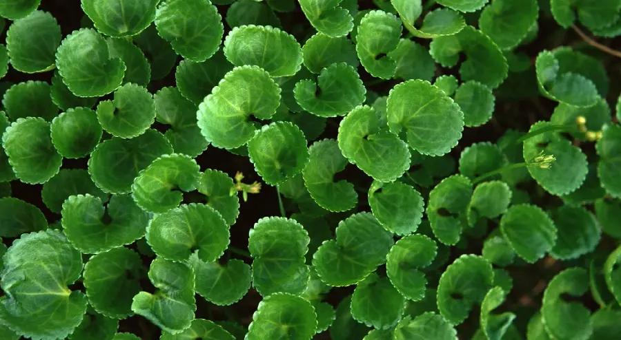 A photo of lush houseplants