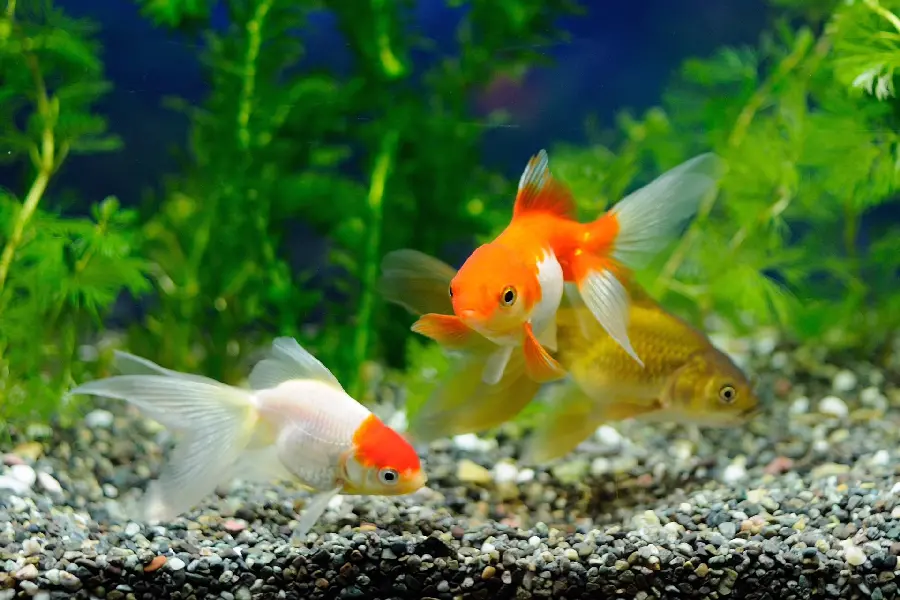Photo of fishThe secret inside the aquarium