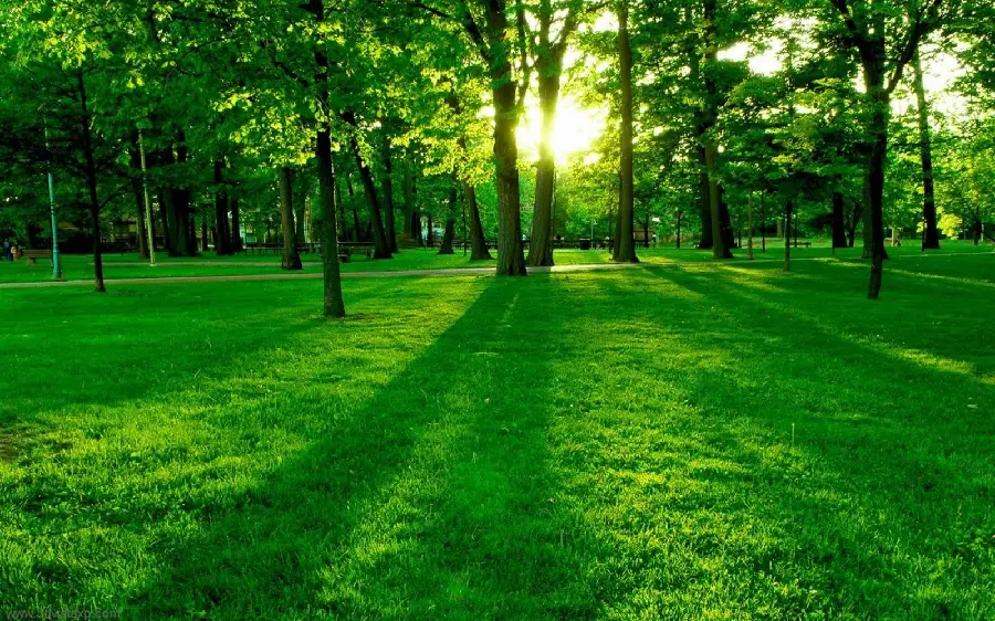 Lovely rays of sunshine in the green and amazing nature Background
