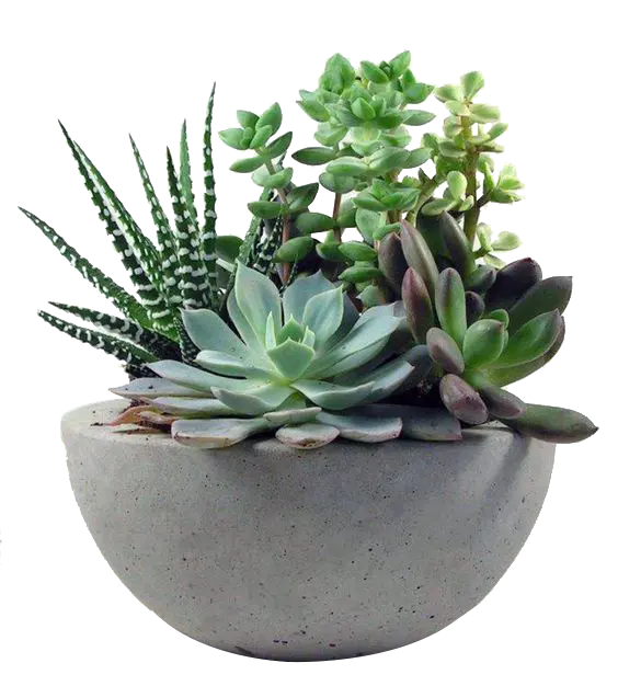 Succulent houseplant in a stone pot in png format