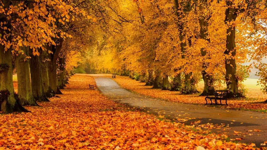 Romantic autumn profile photo 2022