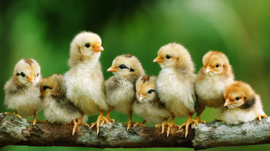 High Quality Picture of Little Chicks Together on a Branch