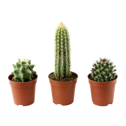 Houseplants Simple Cactus PNG for Photoshop