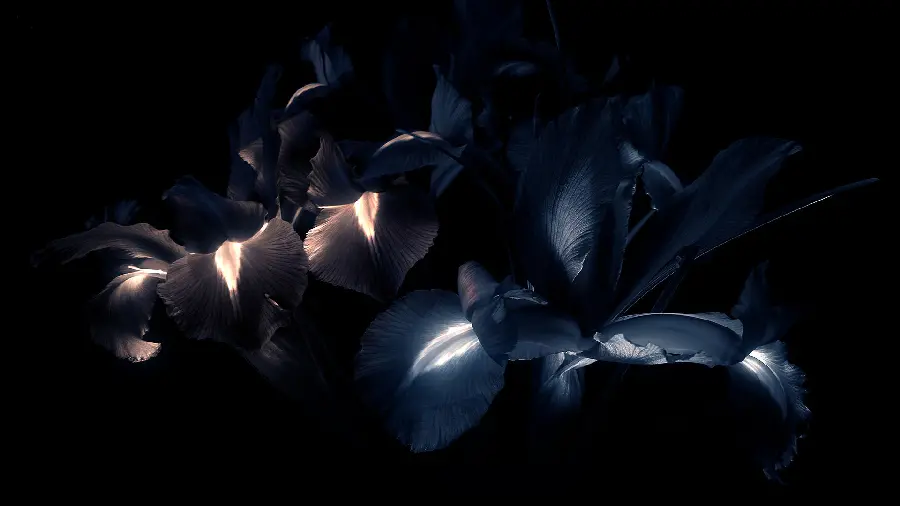 Download beautiful and special flower photos for Telegram and Instagram profiles