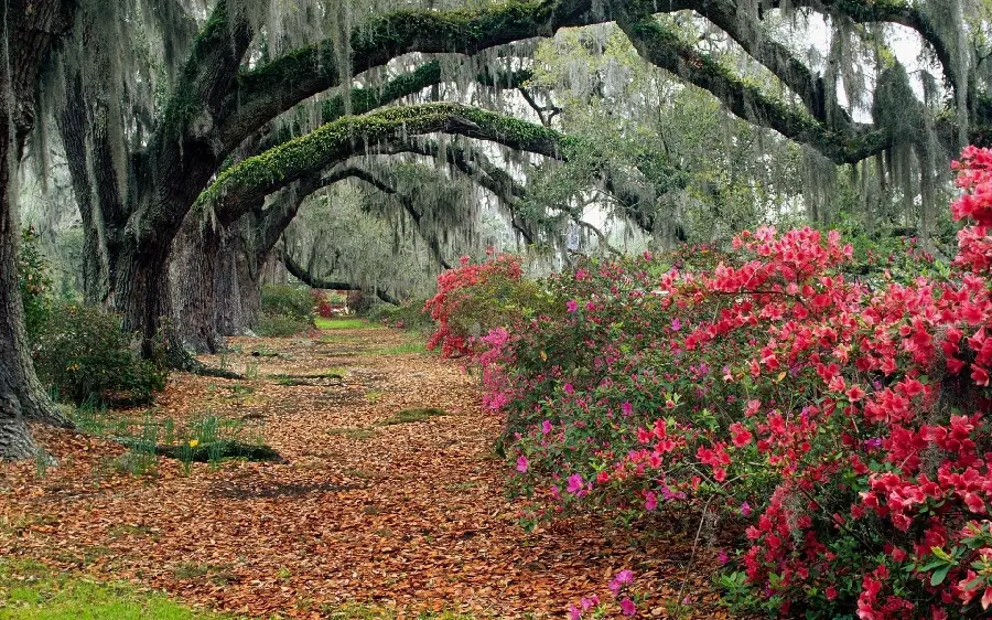 Pure landscape of magnificent nature with attractive rose bush