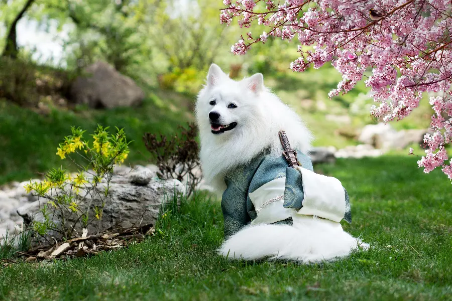 Cute white dog photo with samurai theme in spring