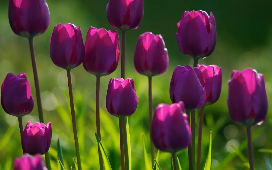 Photo of Purple Spring Flowers in HDR Quality
