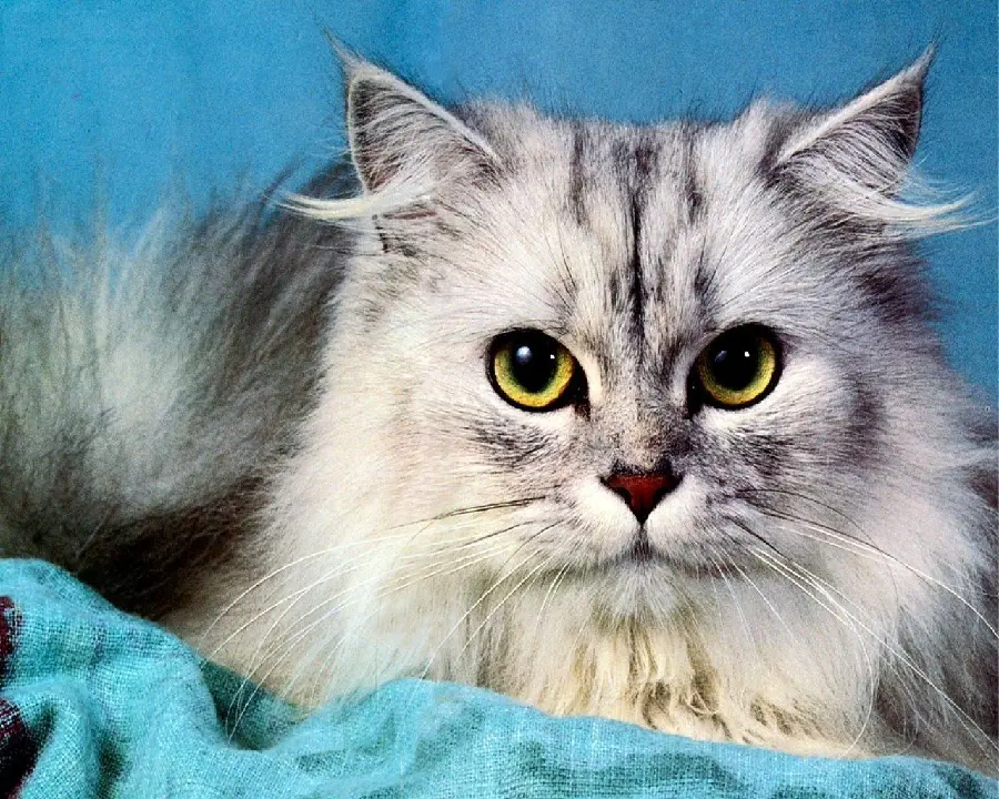 Persian Cat Photo with Penetrating Yellow Eyes in High Quality