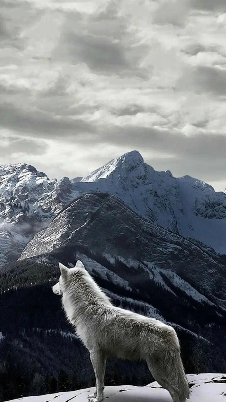 Full HD Wolf and Winter Wallpaper