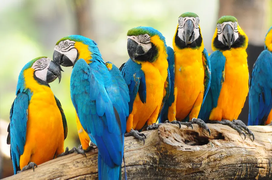 Download special wallpaper of the interesting life of beautiful blue-gold macaw parrots