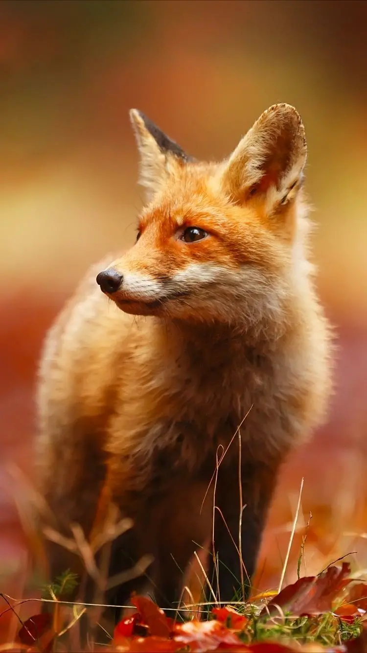 Cute Fox Photo