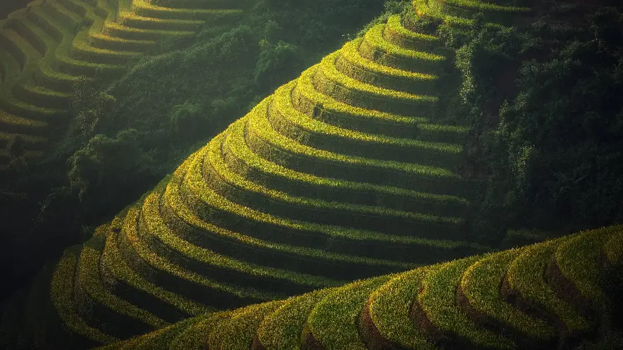 Image of green terraced pastures in Bali, Indonesia