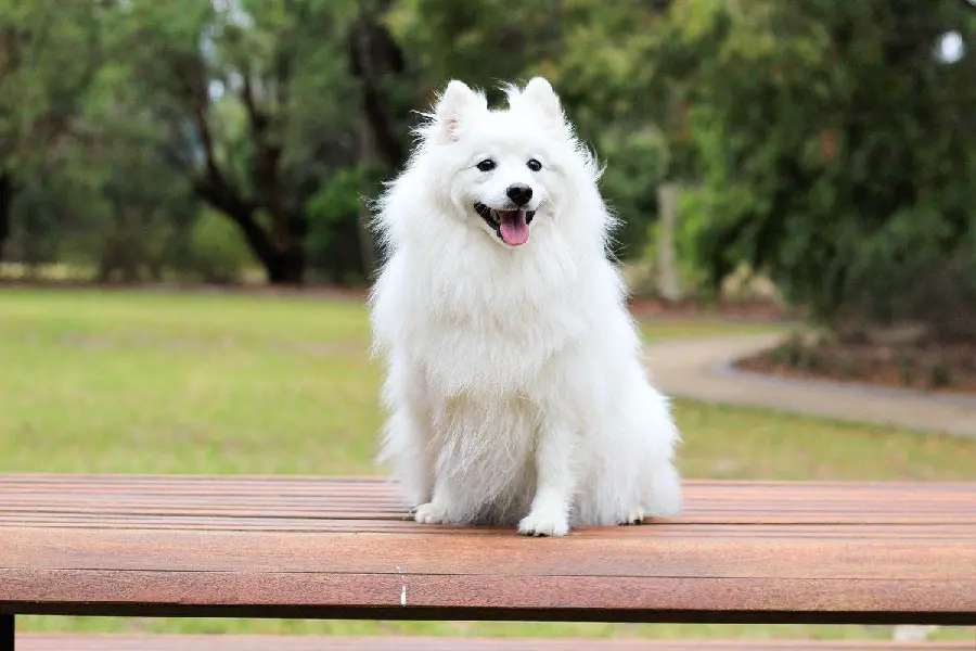 Cute white dog with tongue sticking out in beautiful nature