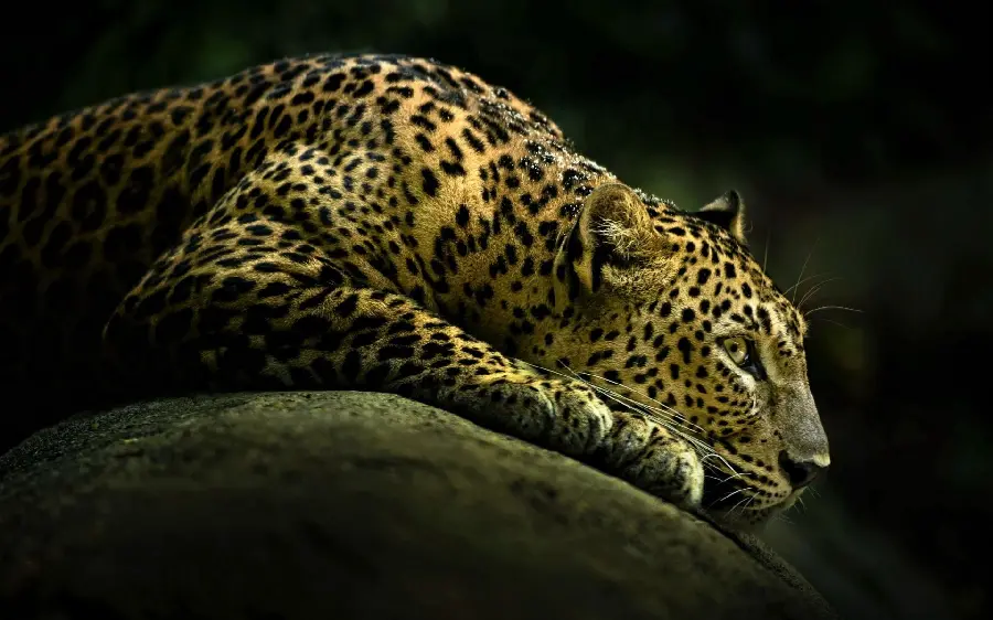 Photo of a leopard hunting in full hd quality