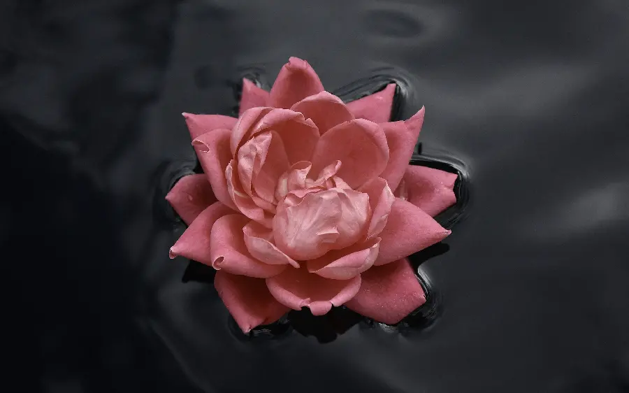 Download the most dreamy girly background of pink flowers on the water