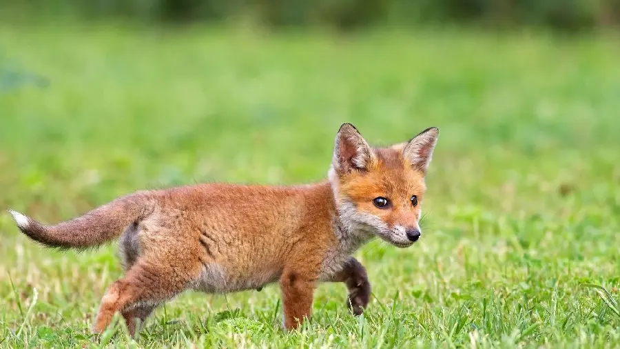 Smart Little Baby Fox Running in the Grass 2023