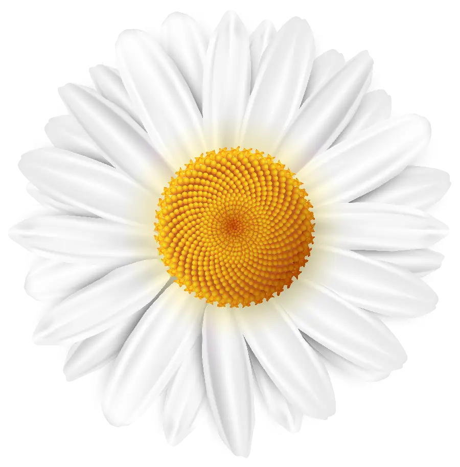 Large chamomile flower photo in png format for Photoshop