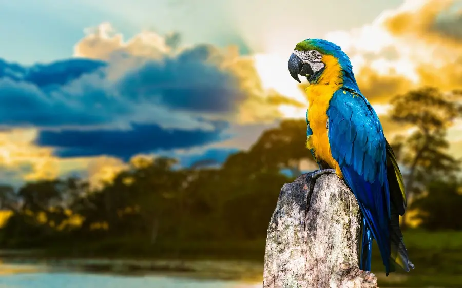 The famous blue-gold macaw parrot image for Windows 10 and 11 background