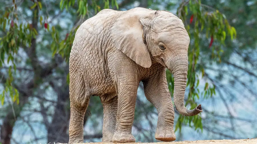 Download High Quality Elephant Stock Photo in the Jungle
