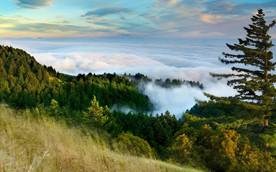 Good Quality Calming and Relaxing Nature Background