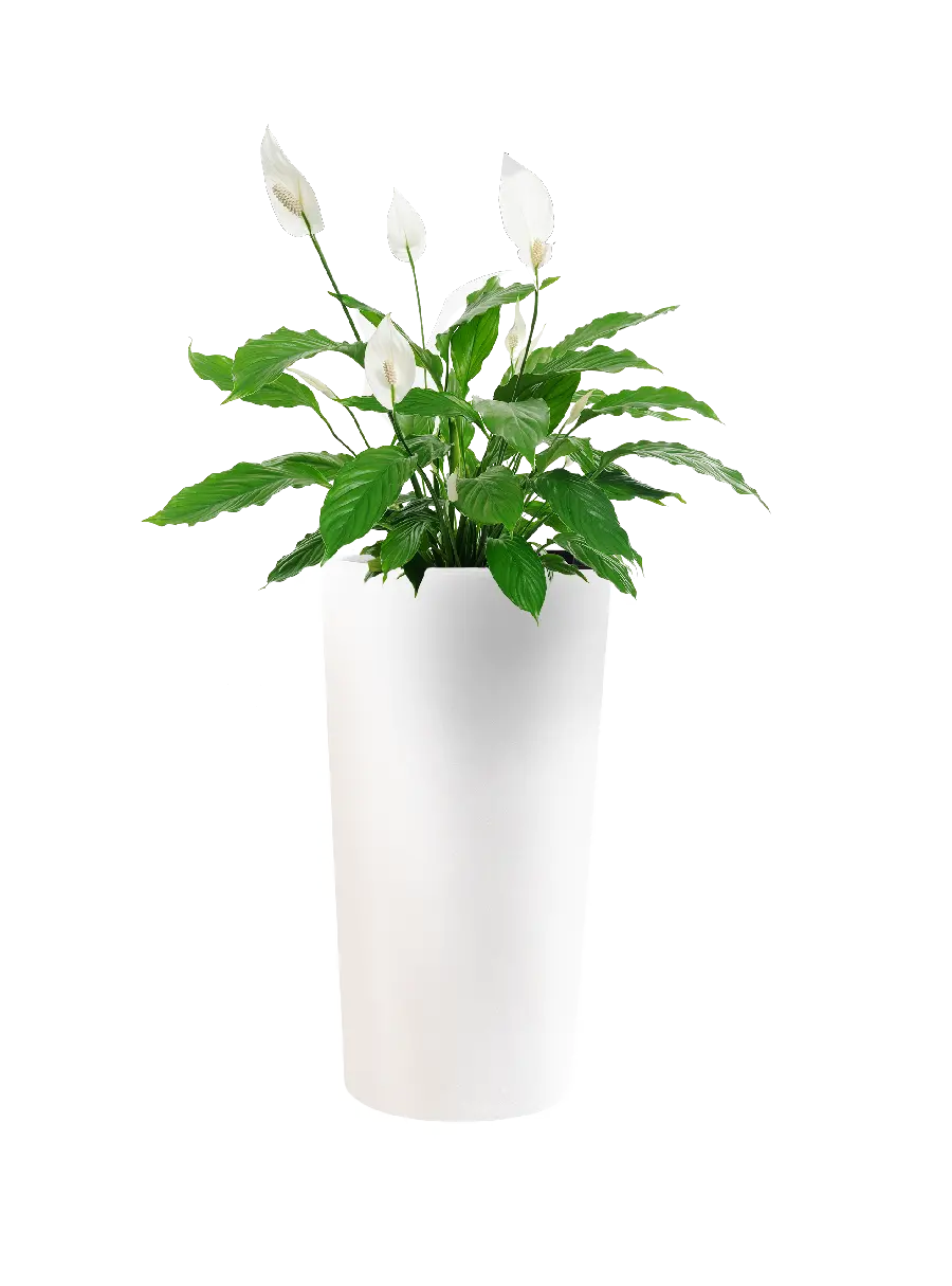 Photo of a vase and a large flower for design without a background