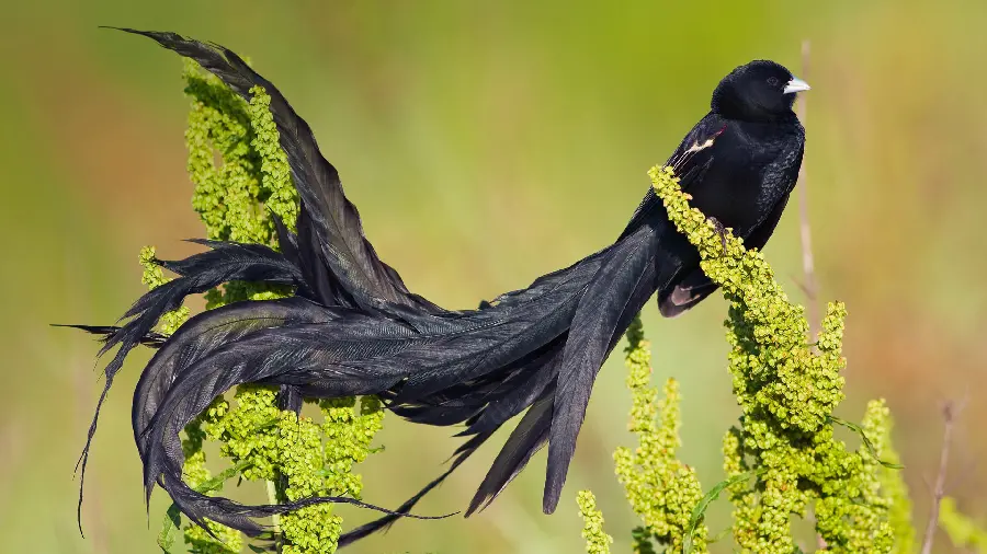 A very beautiful black bird profile photo with beautiful long feathers