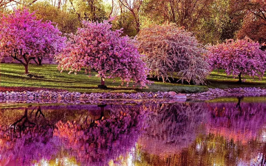 Photo of Trees Covered in Beautiful Spring Blossoms