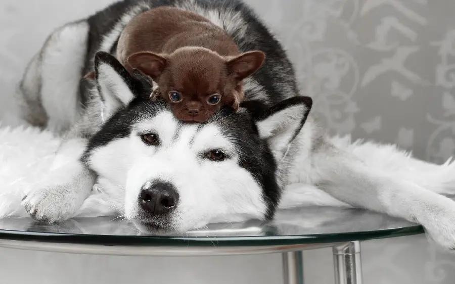 Photo of a very large husky dog ​​next to a cute little dog