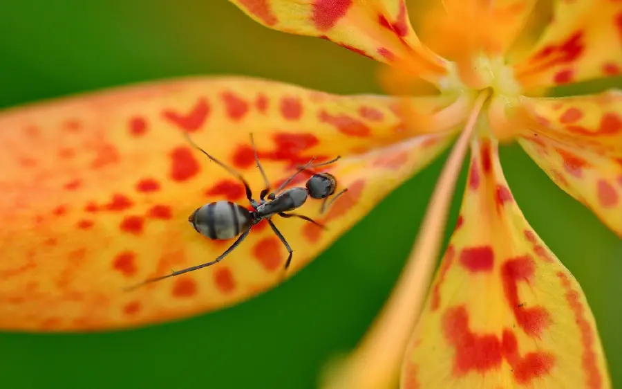 Download photo of black ant close-up on a flower