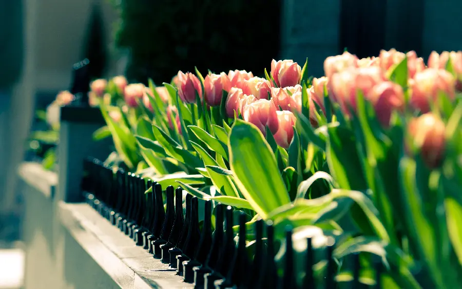 Download the best quality red tulip flowers stock photo