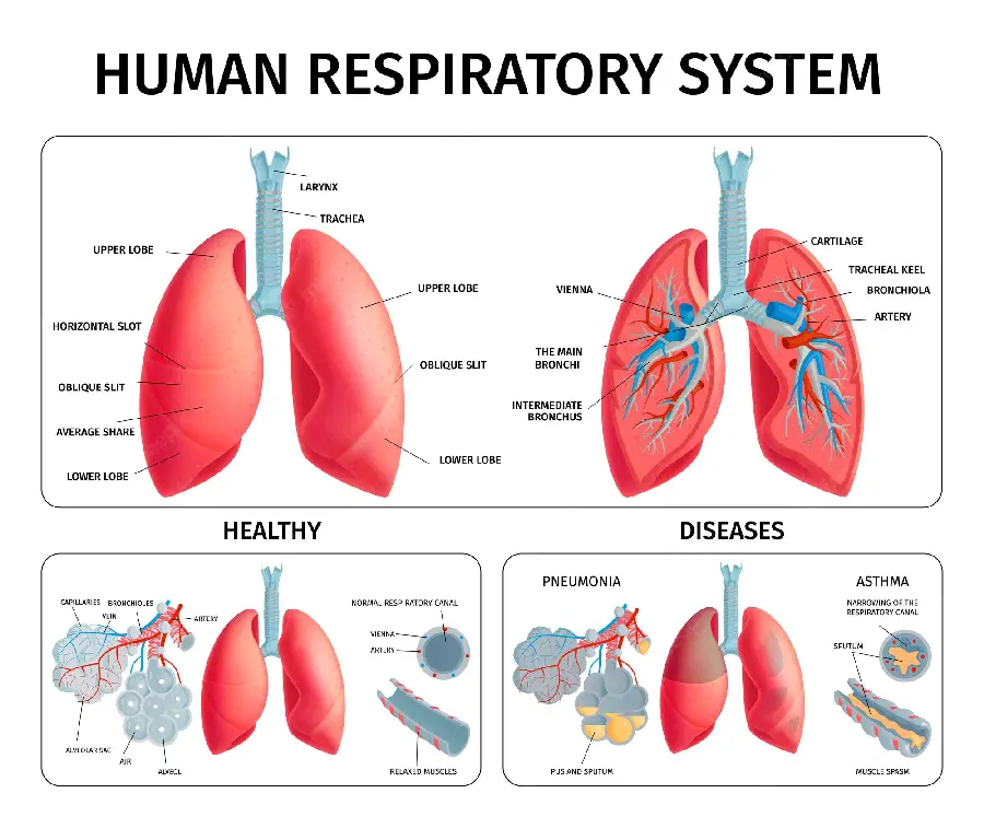 Photo of Healthy and Unhealthy Lung Comparison Graphically with Details