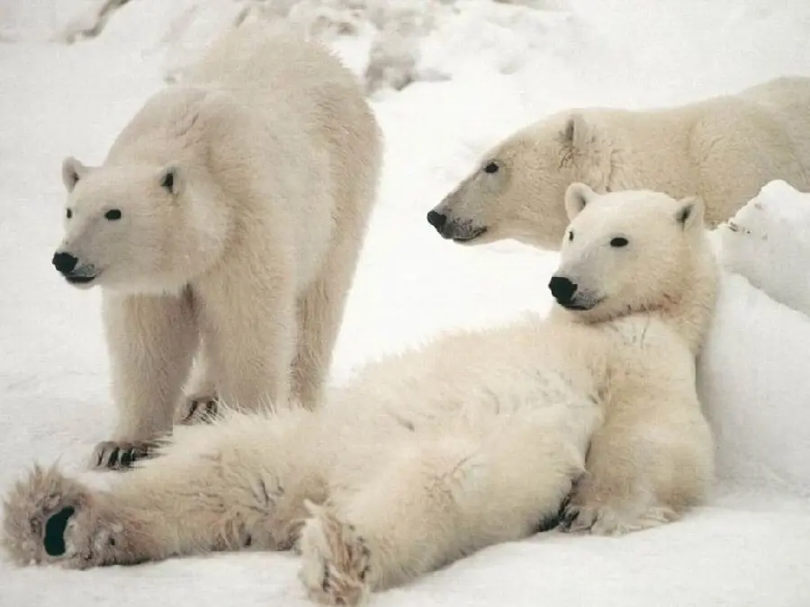 Cool and Cute Polar Bear Profile Pictures for WhatsApp
