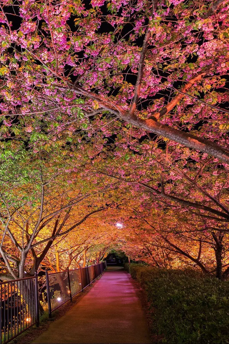 Mobile background of a beautiful sidewalk in a spring night with pink flowers