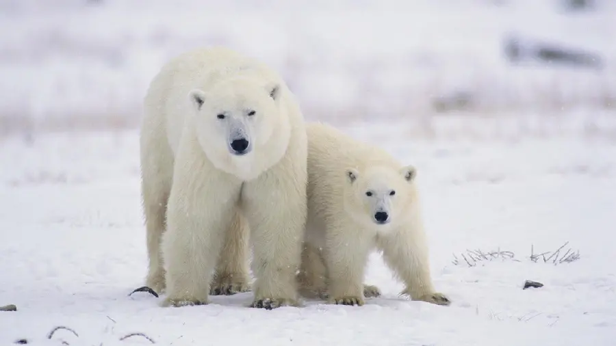 New Real White Polar Bear Wallpaper in Snow 2023
