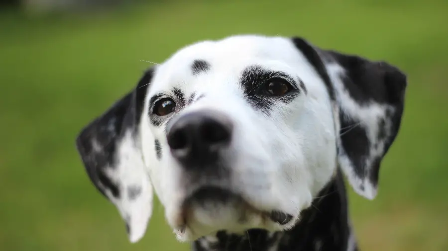 Black and black spotted dog photo