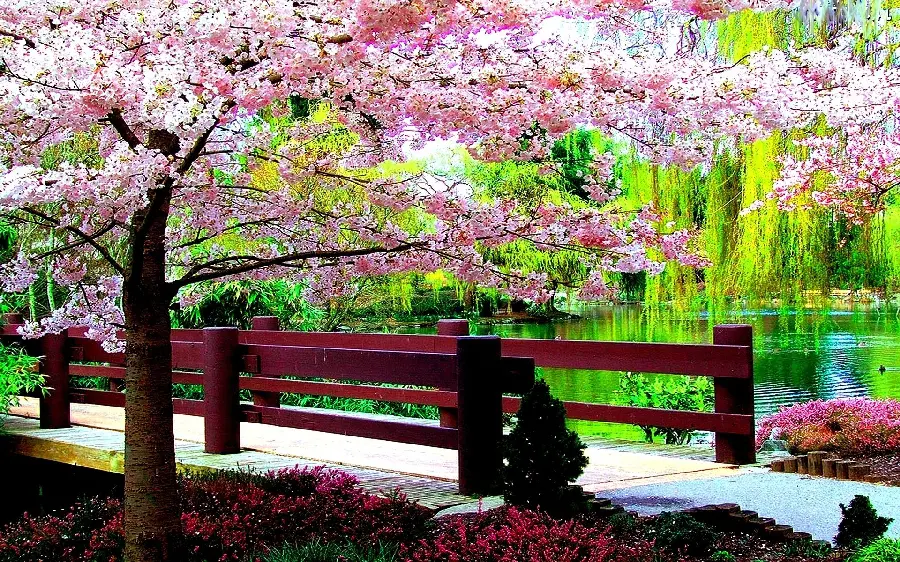 Beautiful background of a cute spring tree with pink blossoms in the park