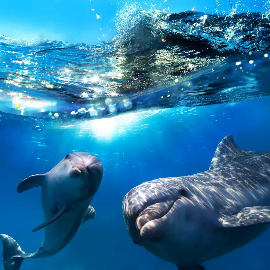Best quality cute and cute girly dolphin profile photo