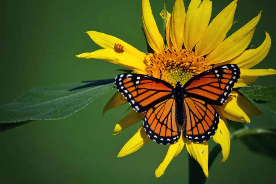 Beautiful Ladybug and Butterfly Wallpaper