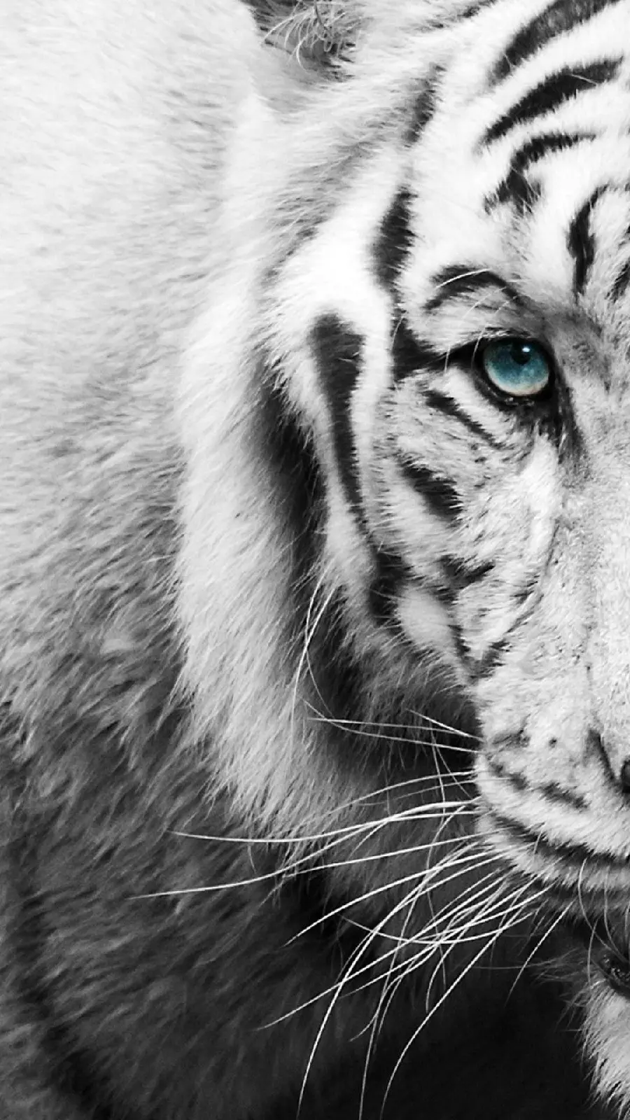 Bold blue eyed tiger in a black and white background