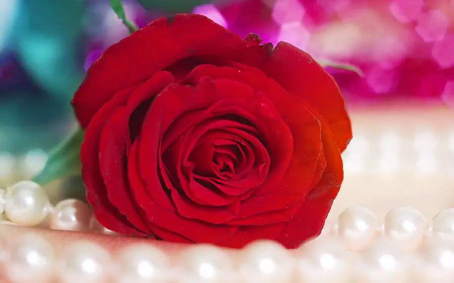Romantic view of a red rose branch for Instagram story