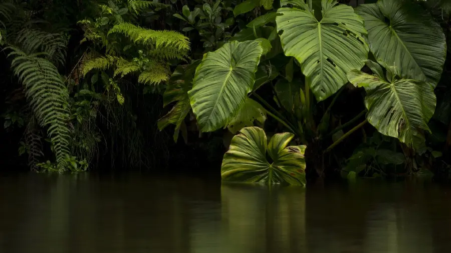 Awesome 8K Wallpaper of River Surrounded by Green Bushes