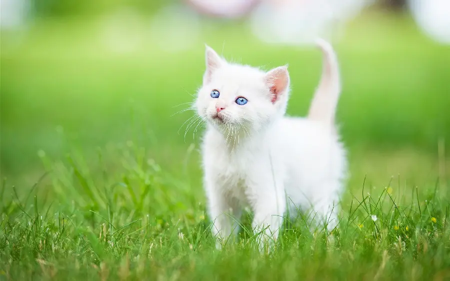 Picture of a purebred Persian blue-eyed white kitten