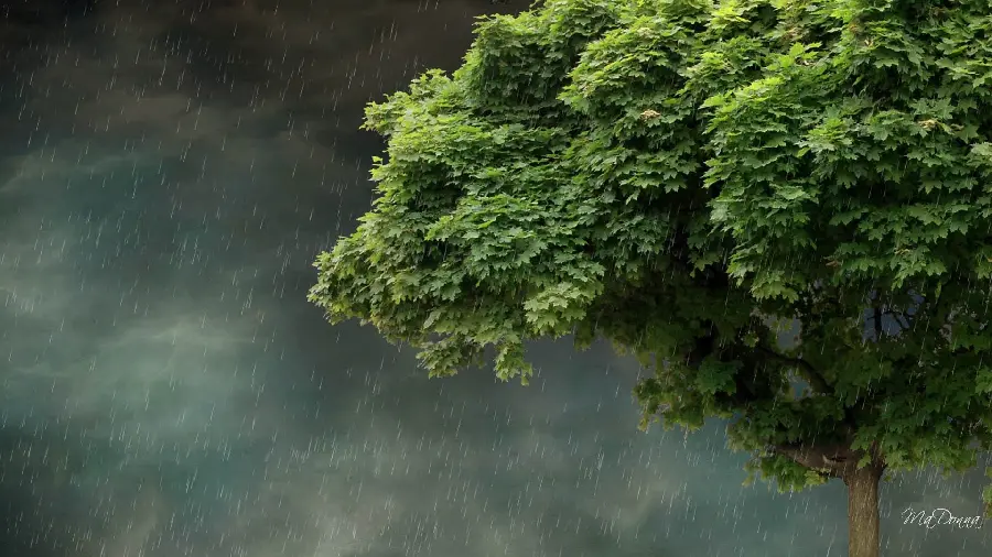 The most beautiful photo of a big green tree in heavy rain