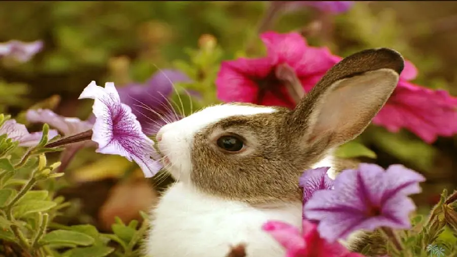 The latest spring animal profile of a rabbit among flowers