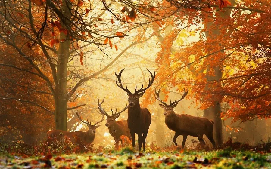 Autumn landscape photo and beautiful and special autumn nature photo