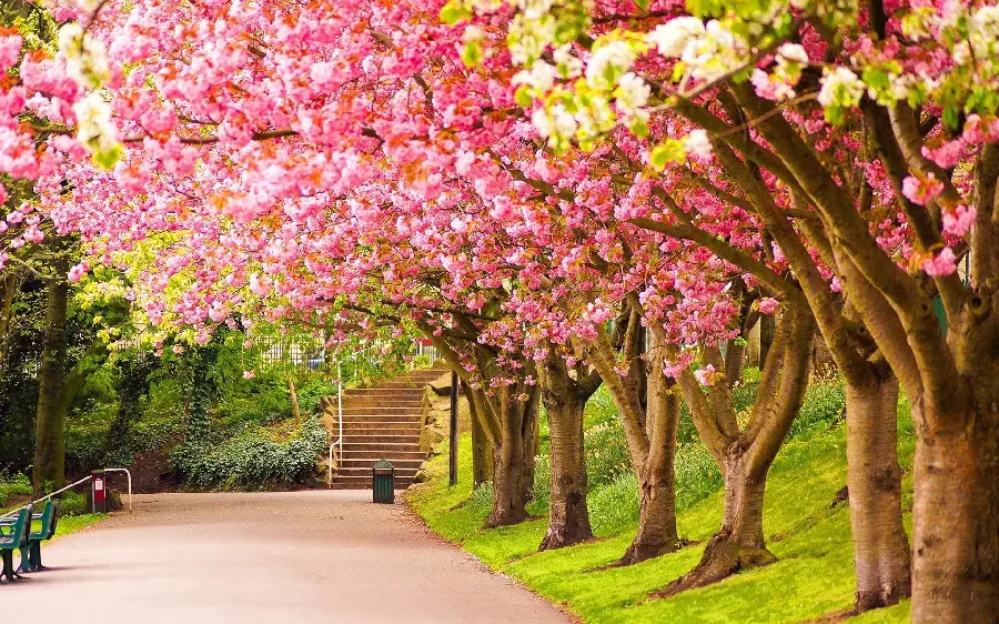 Soothing Spring Wallpaper 4K