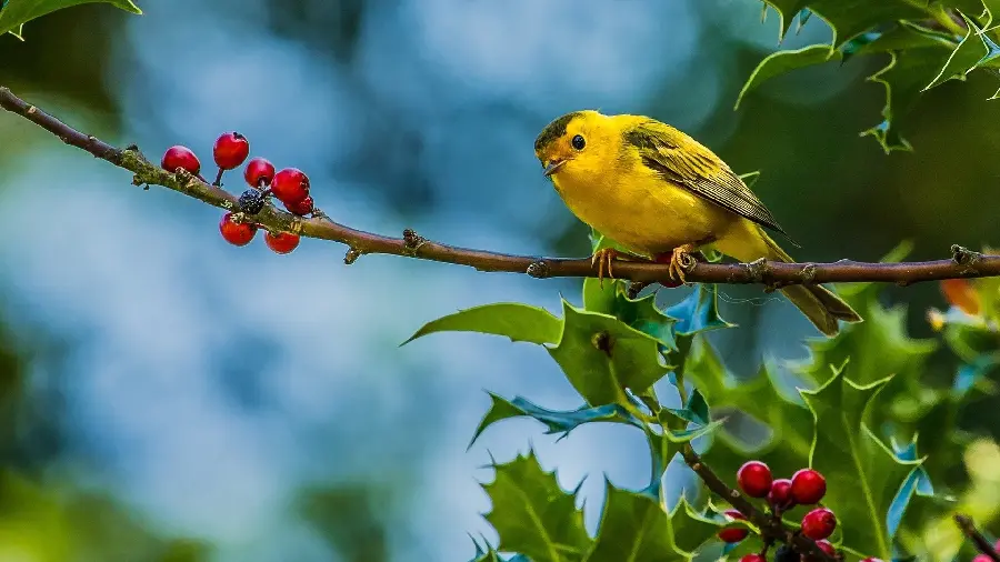 Photo of a beautiful small bird on a tree branch
