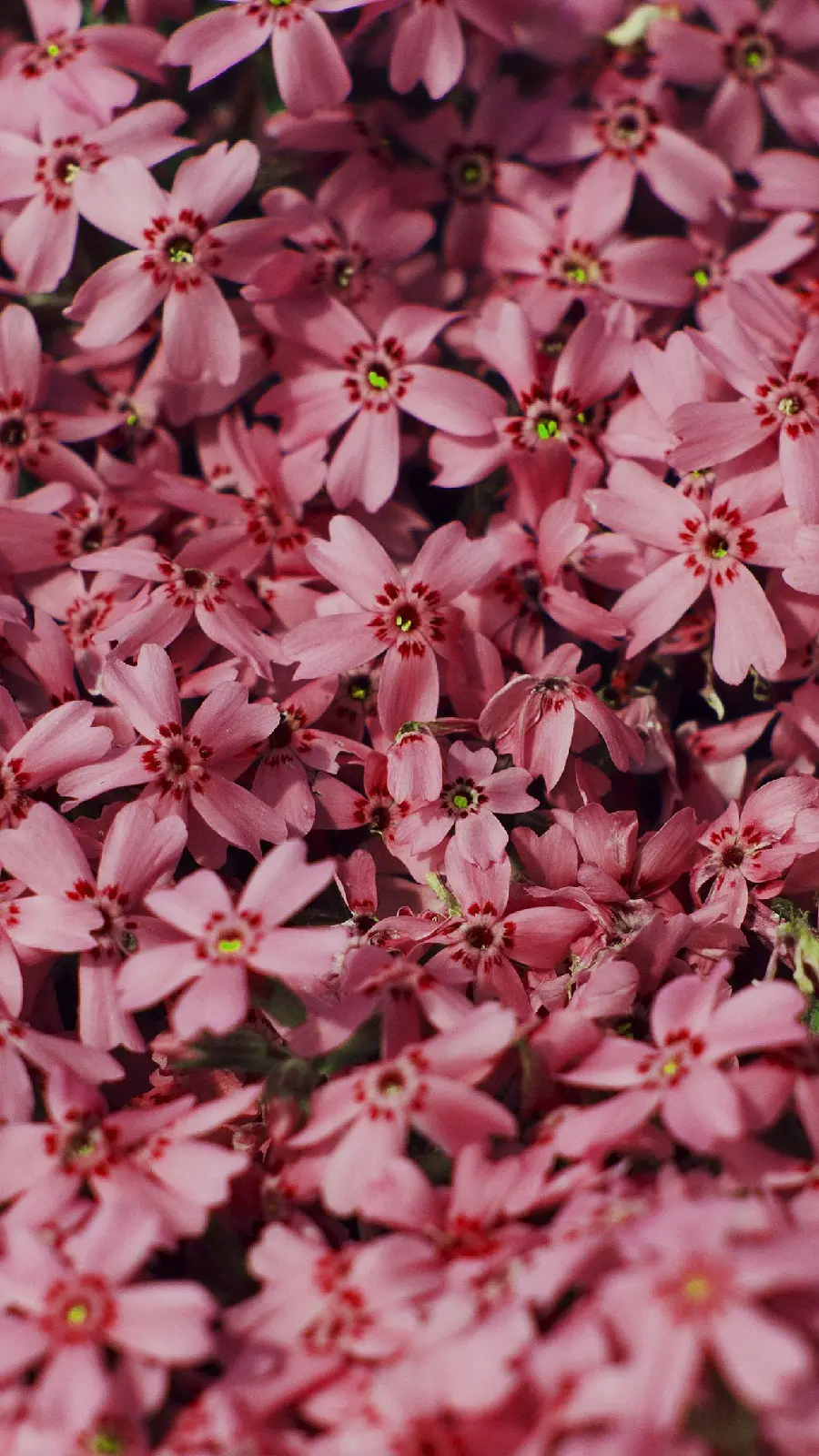 Spring blossom wallpaper for pink iPhone wallpaper