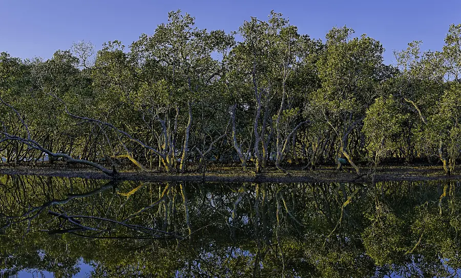 The latest laptop wallpaper with the reflection of trees in the water