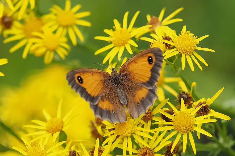 Download wallpaper for Windows butterfly
